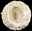 Flower-Like Sandstone Concretion - Pseudo Stromatolite #62227-1
